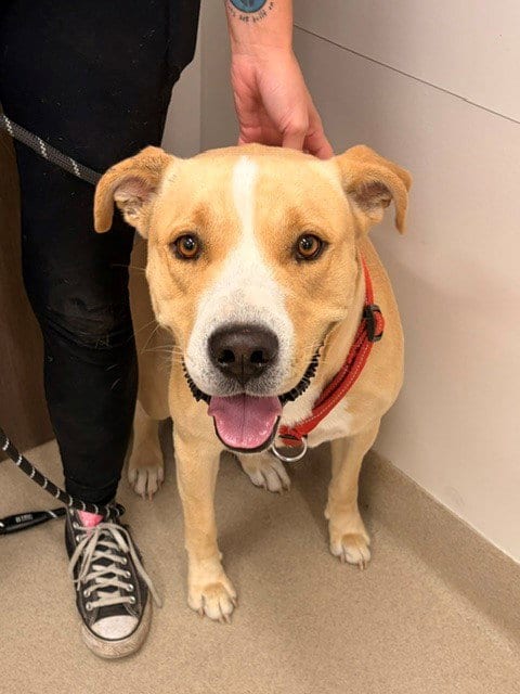 Photo of Charly, adoptable Labrador Retriever in Baytown, Texas