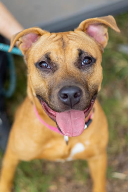 Photo of Tourmaline, adoptable dog in Chamblee, Georgia