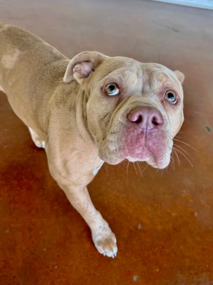 Photo of Pebbles, adoptable Bully American - Standard in New Orleans, Louisiana