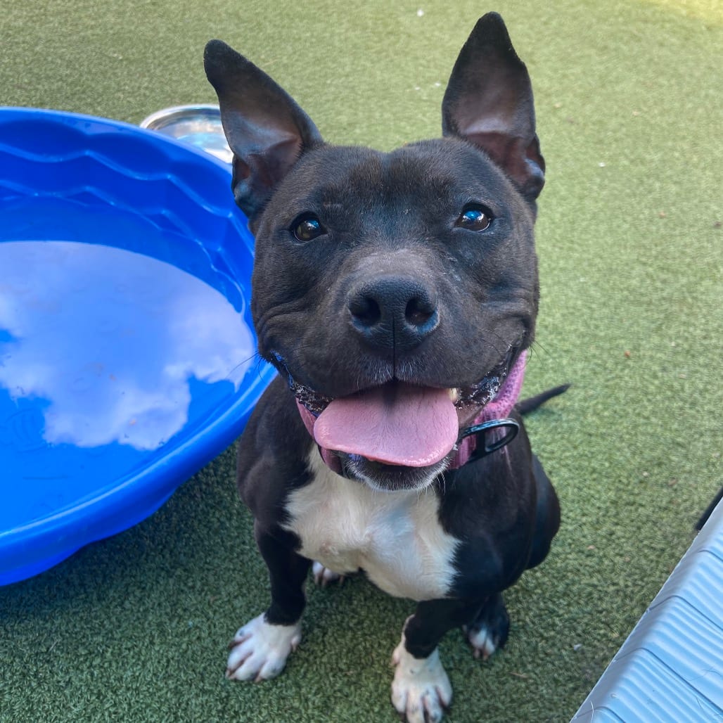 Photo of Dish, adoptable Terrier, Pit Bull in Greensboro, North Carolina