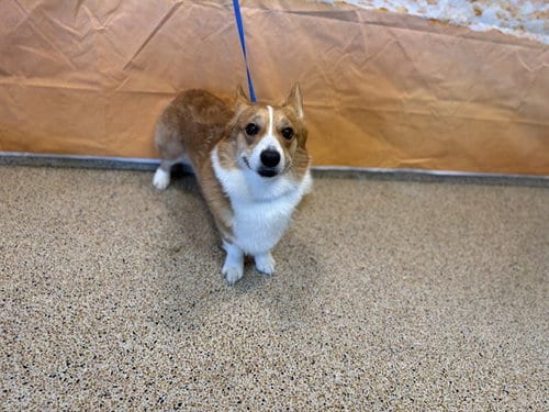 Photo of Cooper, adoptable Pembroke Welsh Corgi in Miami, Florida