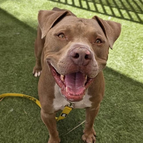 Photo of Sebastian, adoptable Pit Bull Terrier in Las Vegas, Nevada