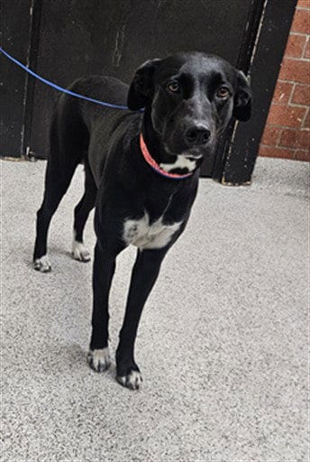 Photo of Astrid, adoptable Labrador Retriever in Los Angeles, California