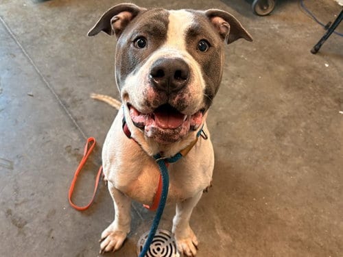 Photo of Astro, adoptable American Bulldog in Tavares, Florida