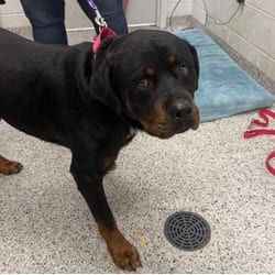 Photo of Grumbles, adoptable Rottweiler in Kansas City, Missouri