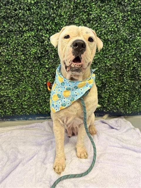 Photo of Gorda, adoptable American Pit Bull Terrier in Corpus Christi, Texas