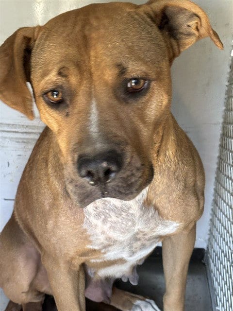 Photo of Alice, adoptable Pit Bull Terrier in Bakersfield, California