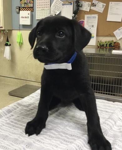 Photo of Spanky, adoptable Labrador Retriever in Riverside, California