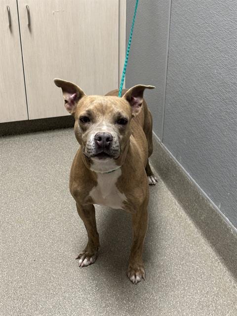 Photo of Titi, adoptable Pit Bull Terrier in Las Vegas, Nevada