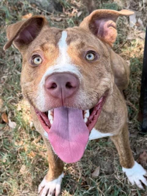 Photo of Hobbes, adoptable Staffordshire Bull Terrier in Texas City, Texas