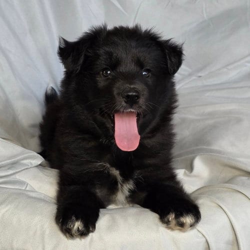 Photo of Yiddish: Schlep, adoptable Australian Shepherd in Romoland, California