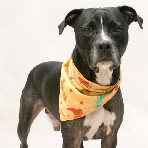 Photo of Rocky, adoptable Terrier in Sanford, Florida