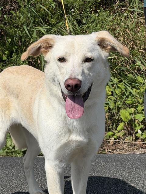 Photo of Justice, adoptable Labrador Retriever in Canfield, Ohio