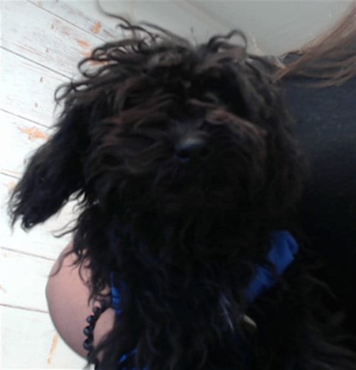 Photo of Gus, adoptable Poodle (Miniature) in San Bernardino, California