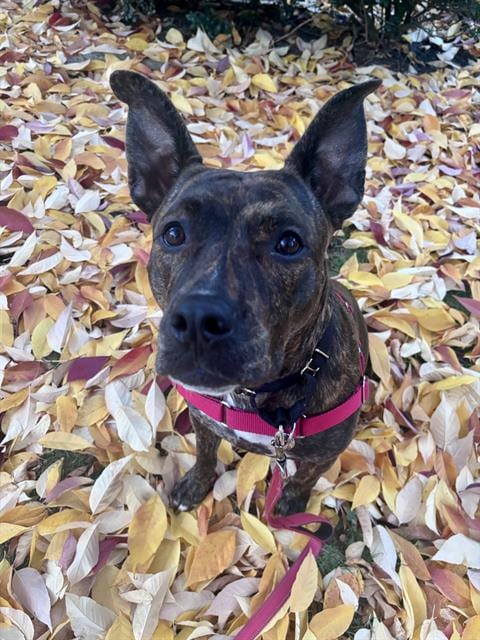 Photo of Whisp, adoptable Pit Bull Terrier in Kent, Washington
