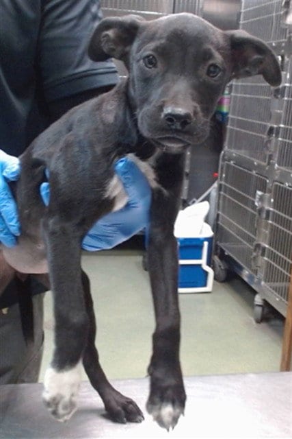 Photo of Lonnie, adoptable Pit Bull Terrier in San Bernardino, California