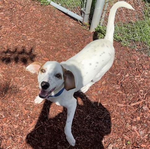 Photo of Gunther, adoptable Beagle in Panama City, Florida