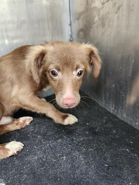 Photo of Brownie, adoptable Chihuahua in San Antonio, Texas