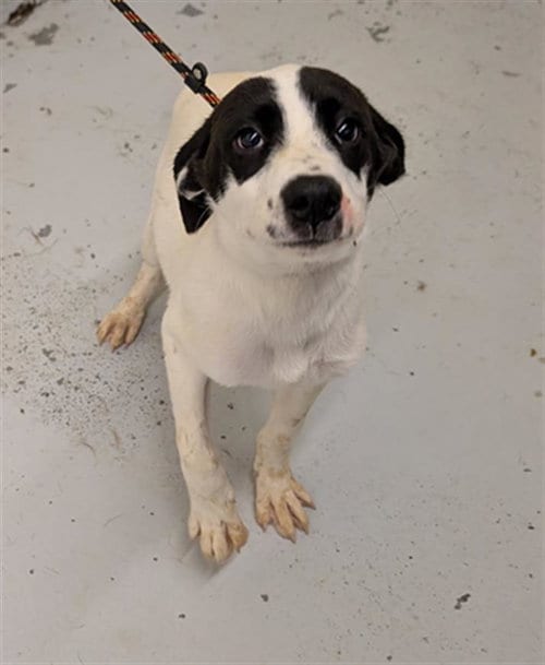Photo of Fernie, adoptable Labrador Retriever in Conroe, Texas