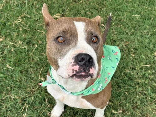 Photo of DJ, adoptable Pit Bull Terrier in Tulsa, Oklahoma