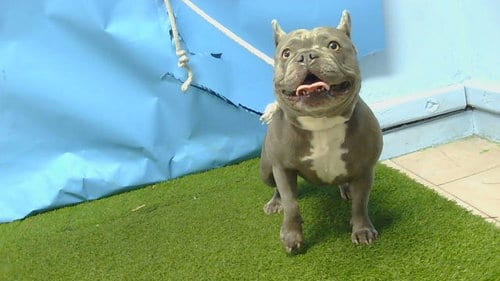 Photo of Mia, adoptable French Bulldog in Gardena, California