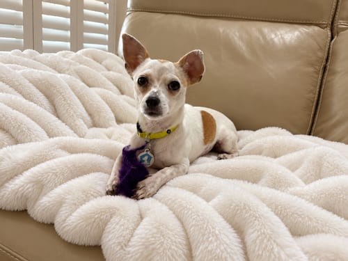 Photo of Leona, adoptable Chihuahua in Osteen, Florida
