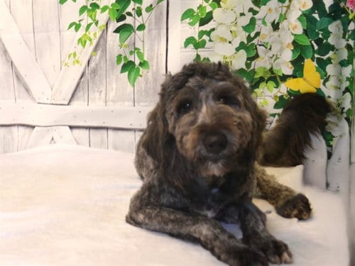 Photo of Dixie, adoptable Poodle (Standard) in Oroville, California