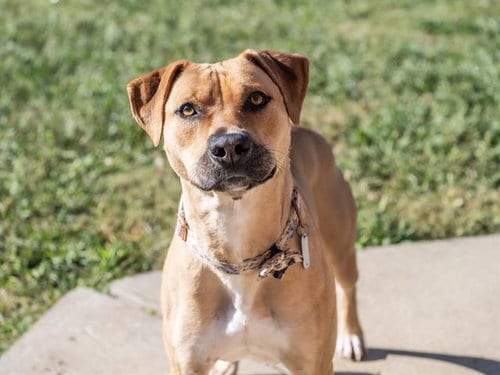 Photo of Mia, adoptable Boxer in Haw River, North Carolina
