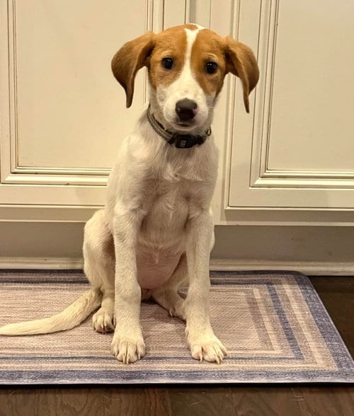 Photo of Laney, adoptable Hound in Greenville, South Carolina