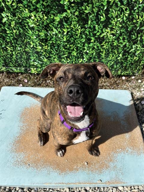 Photo of Gruffi, adoptable Pit Bull Terrier in Santa Cruz, California