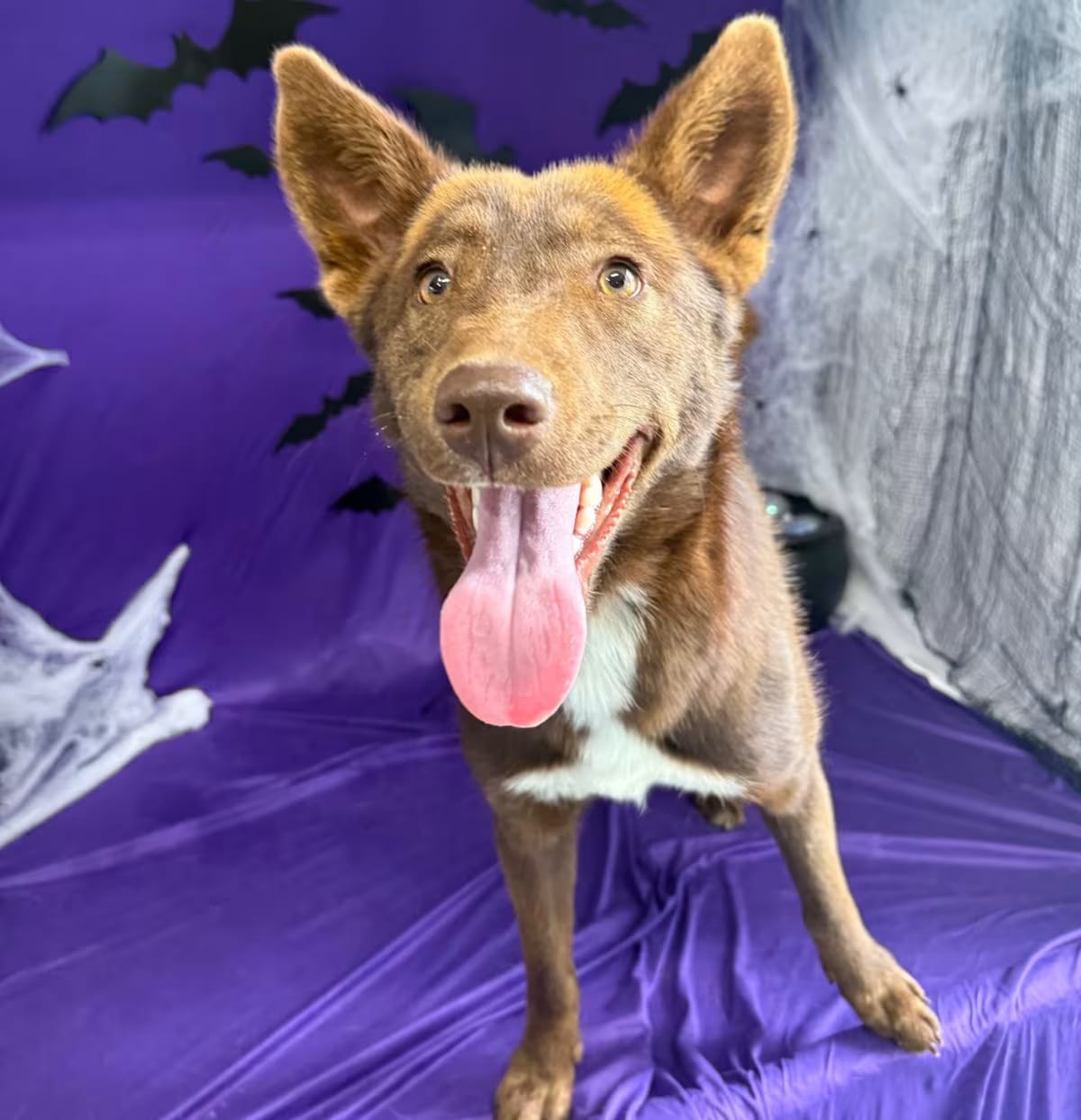 Photo of Rosemary, adoptable Husky/Mixed Breed (Medium) in Tacoma, Washington