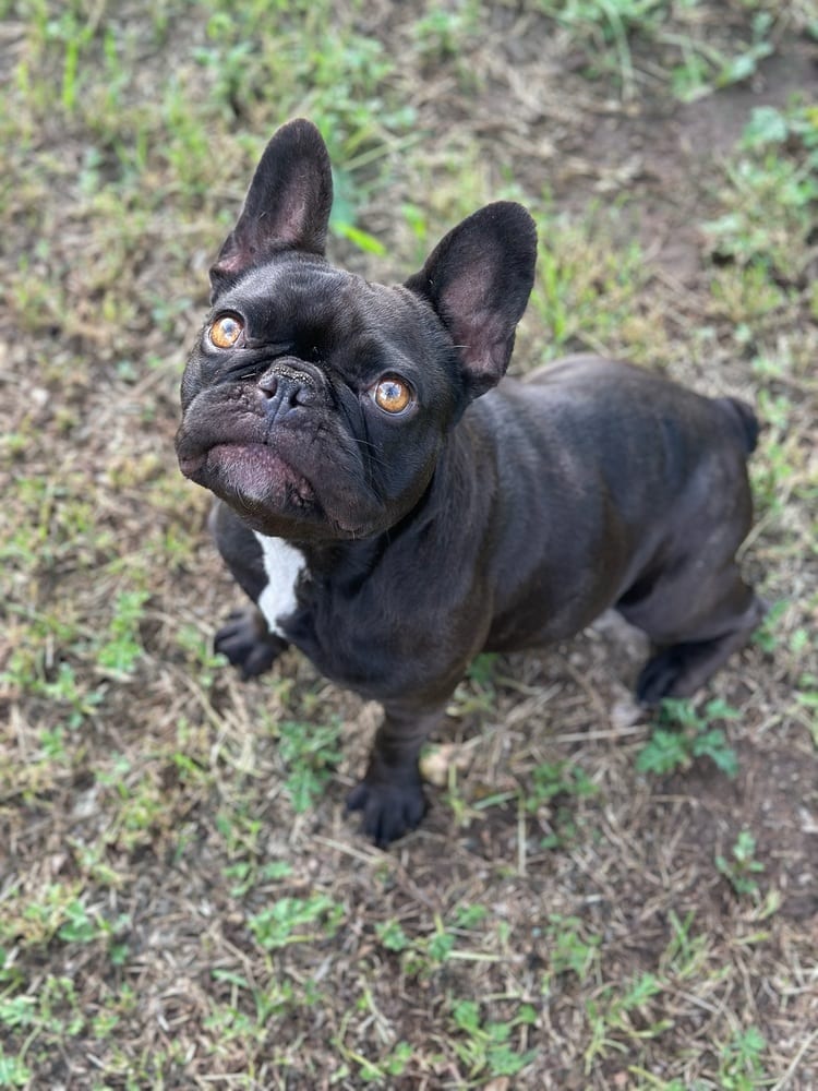Photo of Midnight, adoptable French Bulldog in Oak Bluffs, Massachusetts