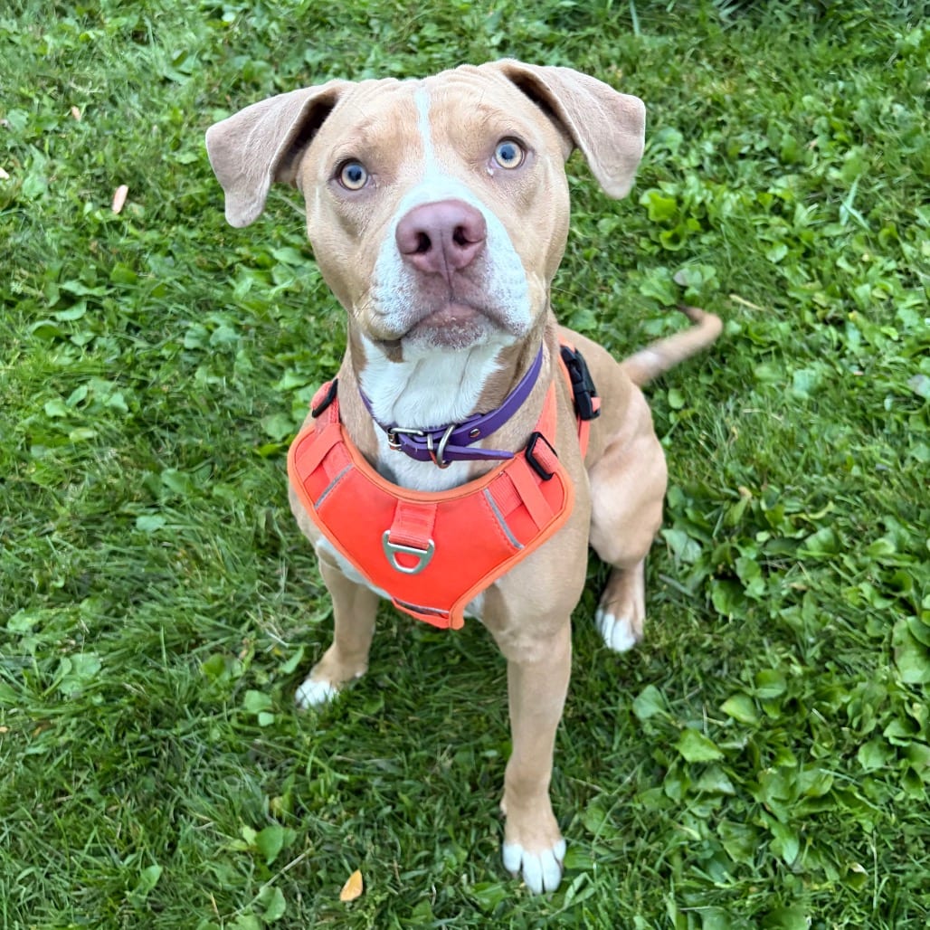 Photo of Cyrus, adoptable Terrier, Pit Bull / Mixed Breed (Medium) in Binghamton, New York
