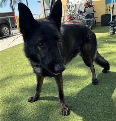 Photo of A5800550, adoptable German Shepherd Dog in Baldwin Park, California