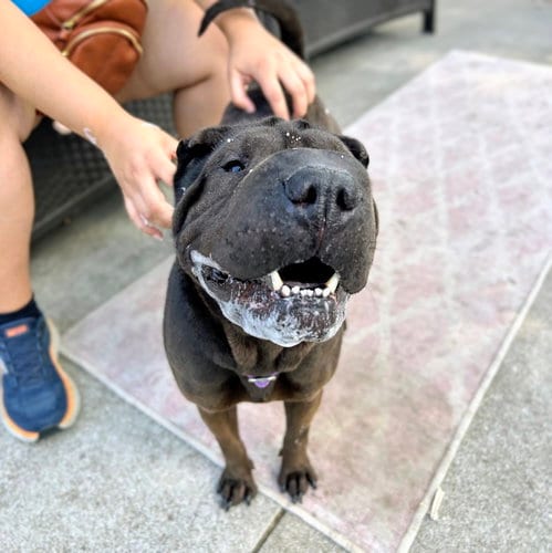 Photo of Tootsie, adoptable Chinese Shar-Pei in Oakland, California