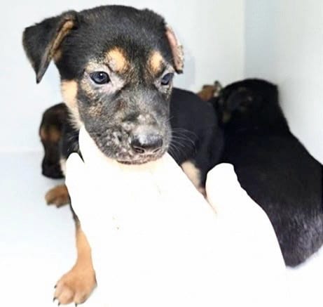 Photo of A661205, adoptable German Shepherd Dog in Houston, Texas