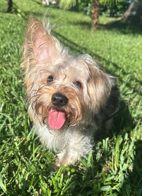 Photo of Tank, adoptable Maltese in Valrico, Florida