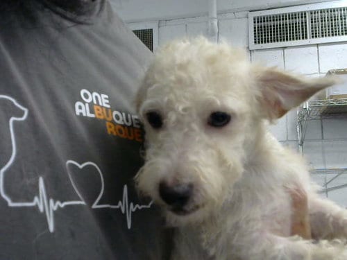 Photo of Truce, adoptable Border Terrier in Albuquerque, New Mexico