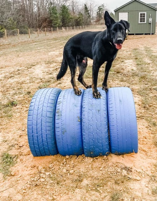 Photo of Sargeant, adoptable German Shepherd Dog in La Grange, North Carolina