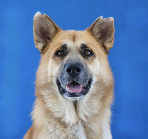 Photo of Principe, adoptable German Shepherd Dog in Pasadena, California