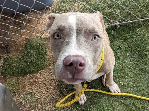 Photo of Sandy, adoptable American Pit Bull Terrier in Phoenix, Arizona