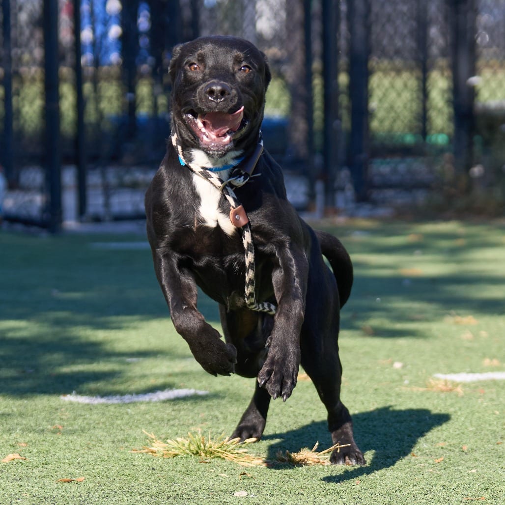 Photo of Shadow, adoptable dog