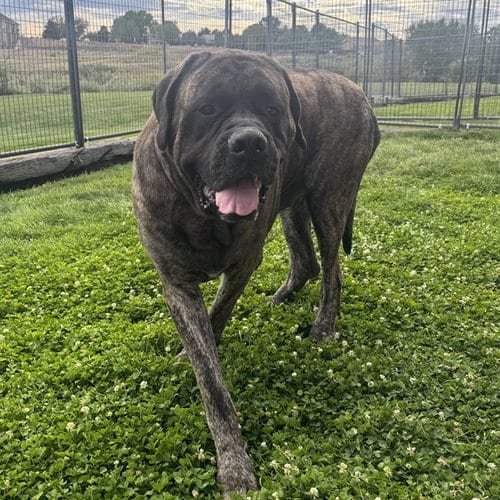 Photo of Gus, adoptable Mastiff in Pueblo, Colorado