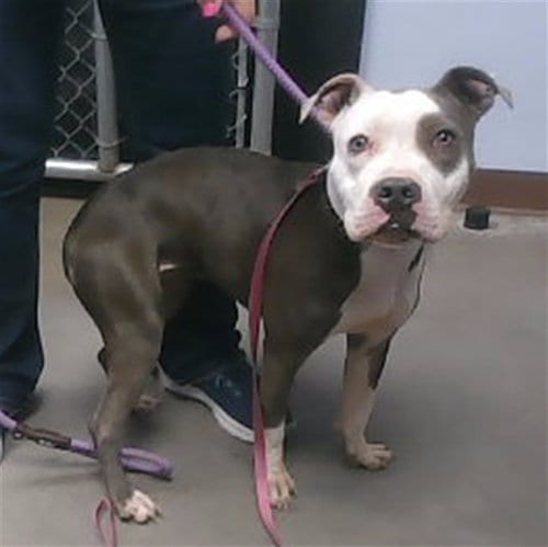 Photo of Paisley, adoptable American Pit Bull Terrier in Phoenix, Arizona