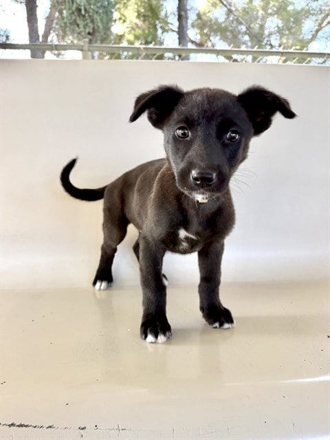 Photo of Mushu, adoptable German Shepherd Dog in Castaic, California