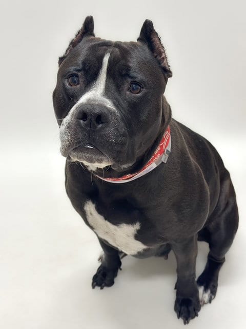 Photo of Onyx, adoptable Pit Bull Terrier in Hayward, California