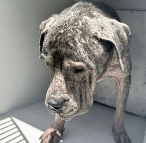 Photo of A661602, adoptable Pit Bull Terrier in Houston, Texas