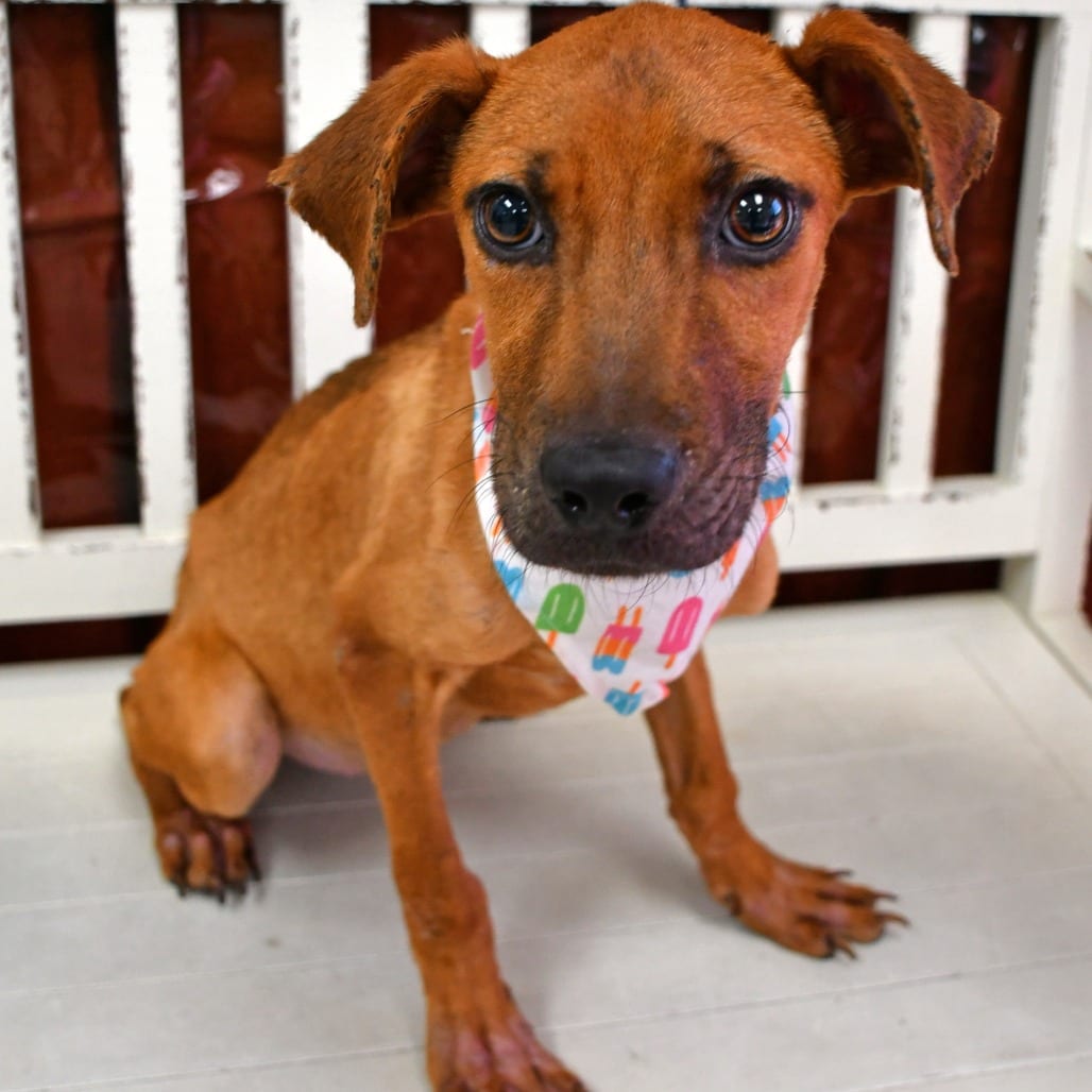 Photo of Faith, adoptable Black Mouth Cur in Beaumont, Texas