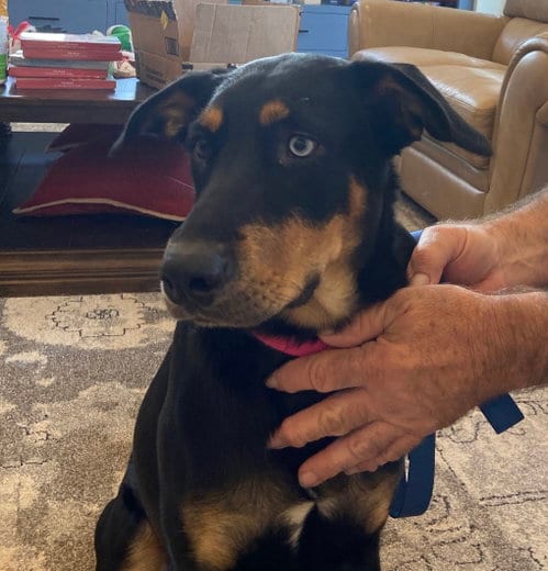 Photo of Trish, adoptable Australian Kelpie in WILLIS, Texas