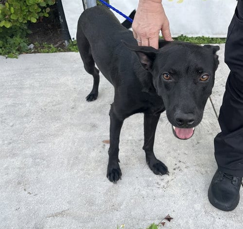 Photo of Javier, adoptable German Shepherd Dog in Miami, Florida